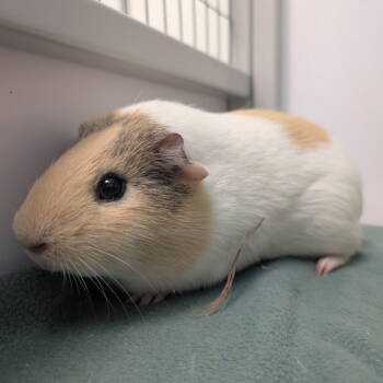 Rescue Guinea Pig Guinea Pigs for Adoption in New Castle, Delaware - Snowflake | PetCurious